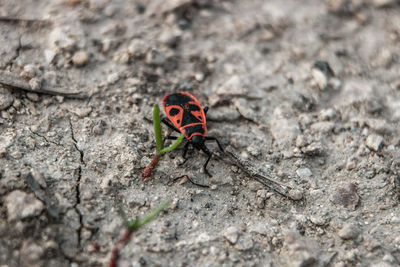 Close-up of insect on rock