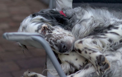 Close-up of a dog resting