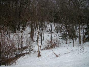 Trees in forest during winter