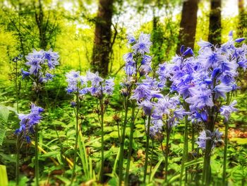 Close-up of purple flowers