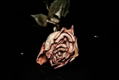 Close-up of wilted rose against black background