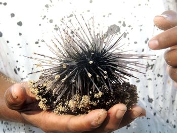 Hand holding sea urchin