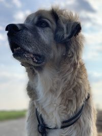 Close-up of a dog looking away