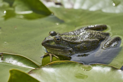 Close-up of frog on leaves in lake