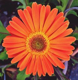 Close-up of red flower