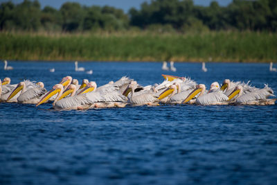 Ducks in a lake