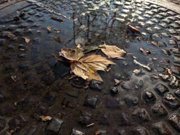 High angle view of dry autumn leaf