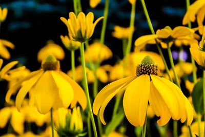 Close-up of yellow flowers blooming outdoors