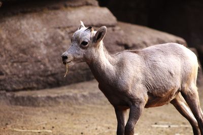 Portrait of horse standing outdoors