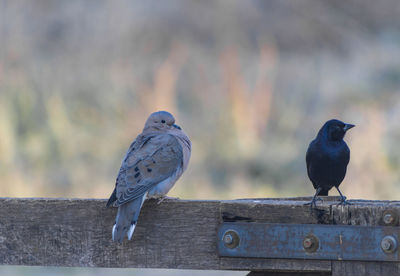 Close-up of birds perching on railing