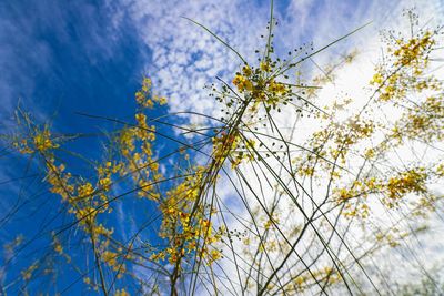 Low angle view of flowering plant against blue sky