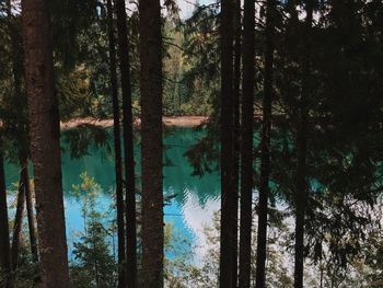 Reflection of trees in forest against sky