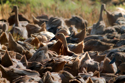 Flock of birds on land