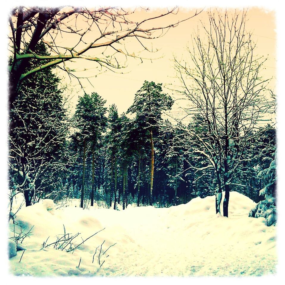 transfer print, tree, auto post production filter, bare tree, tranquility, tranquil scene, nature, branch, landscape, tree trunk, clear sky, field, beauty in nature, day, scenics, outdoors, sky, snow, non-urban scene, growth