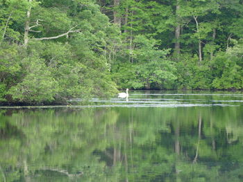 View of birds in lake