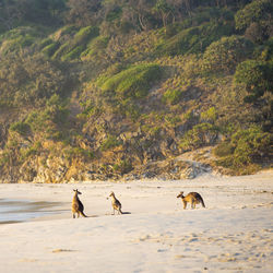 Australian native kangaroo family gather on the beach at dawn on stradbroke island