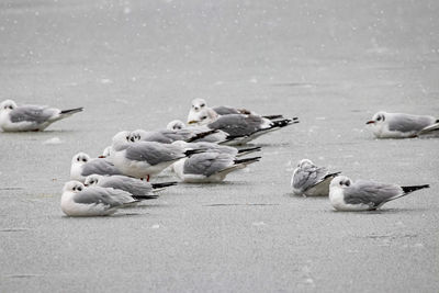 Flock of pigeons on the street