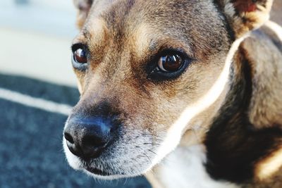 Close-up portrait of dog