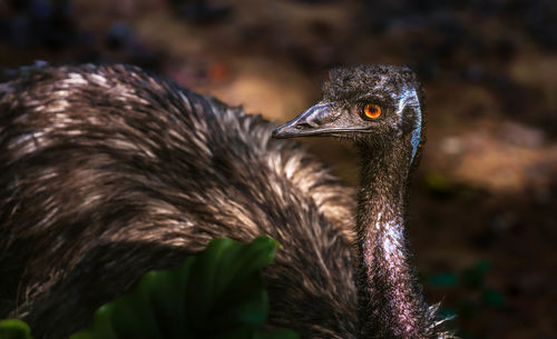 Close-up of bird