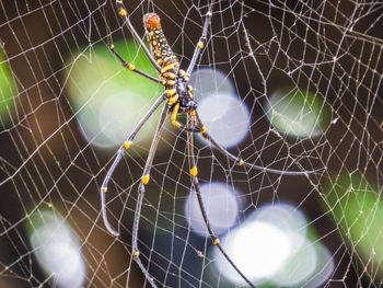 spider web