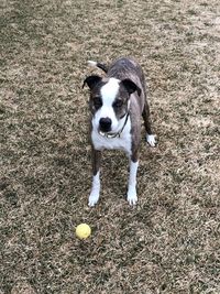 High angle portrait of dog on field