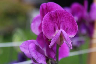 Close-up of pink flower