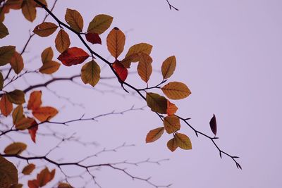 Low angle view of dried leaves against sky