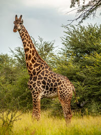 Giraffe standing on field against sky