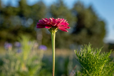 Close-up of pink flowering plant