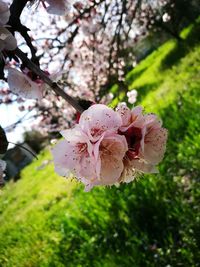 Close-up of pink flowers on tree