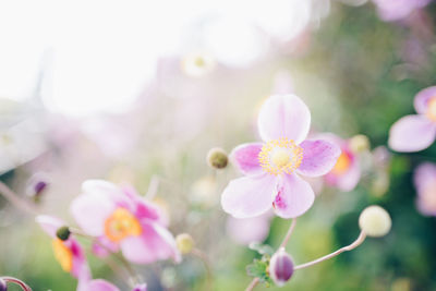 Close-up of pink flowering plant