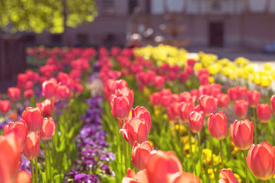 Close-up of pink tulips