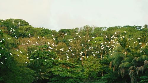 Birds flying over grassy field against sky