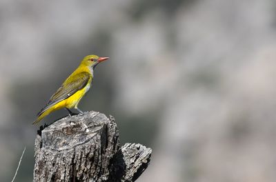 Close-up of bird perching on rock