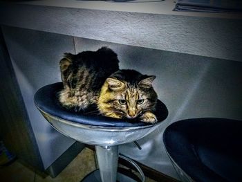 High angle view of cat sitting on table at home