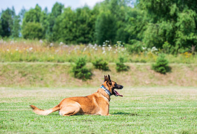 View of a dog on field