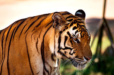 Close-up of a cat looking away