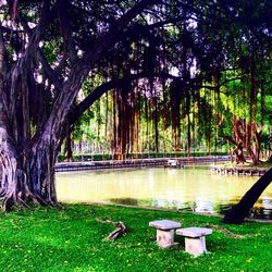 Trees in park