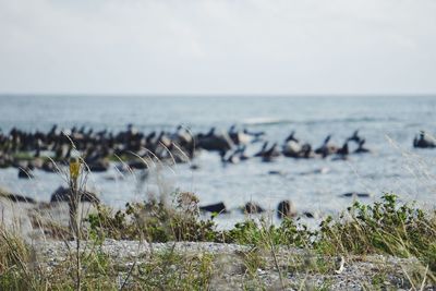 Birds perching on sea against sky during sunny day