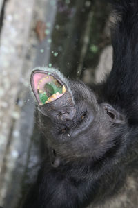 Close-up of a monkey