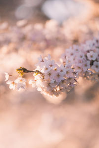 Close-up of purple flowering plant