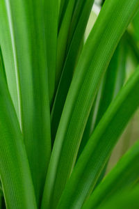 Nature green leaves background.