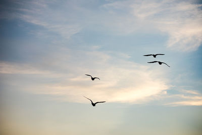 Low angle view of silhouette birds flying against sky