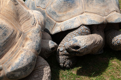 A pair of giant tortoises close up looking at one another. 