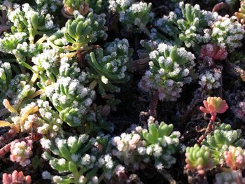 Close-up of cactus plants