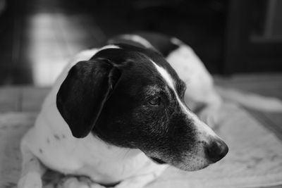 Close-up of dog relaxing