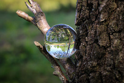 Close-up of crystal ball on tree trunk