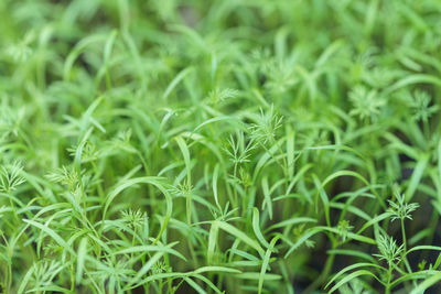 Full frame shot of plants growing on field