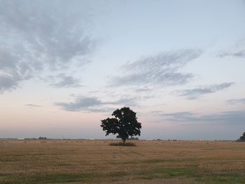 Tree on field against sky during sunset