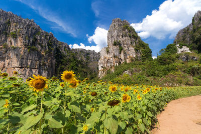 Scenic view of flowering plants and mountains against sky